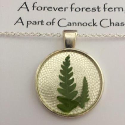 Memories Of Forest Ferns - 'a Forever..