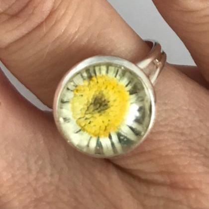 Beautiful Real Dried Daisy Flower Silver..