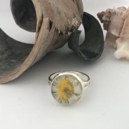 Beautiful Real Dried Daisy Flower Silver..