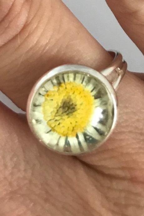 Beautiful real dried daisy flower silver extendable ring