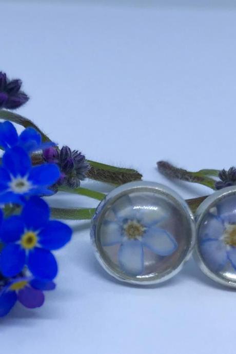 Forget-me-nots - beautiful real dried flower stud earrings